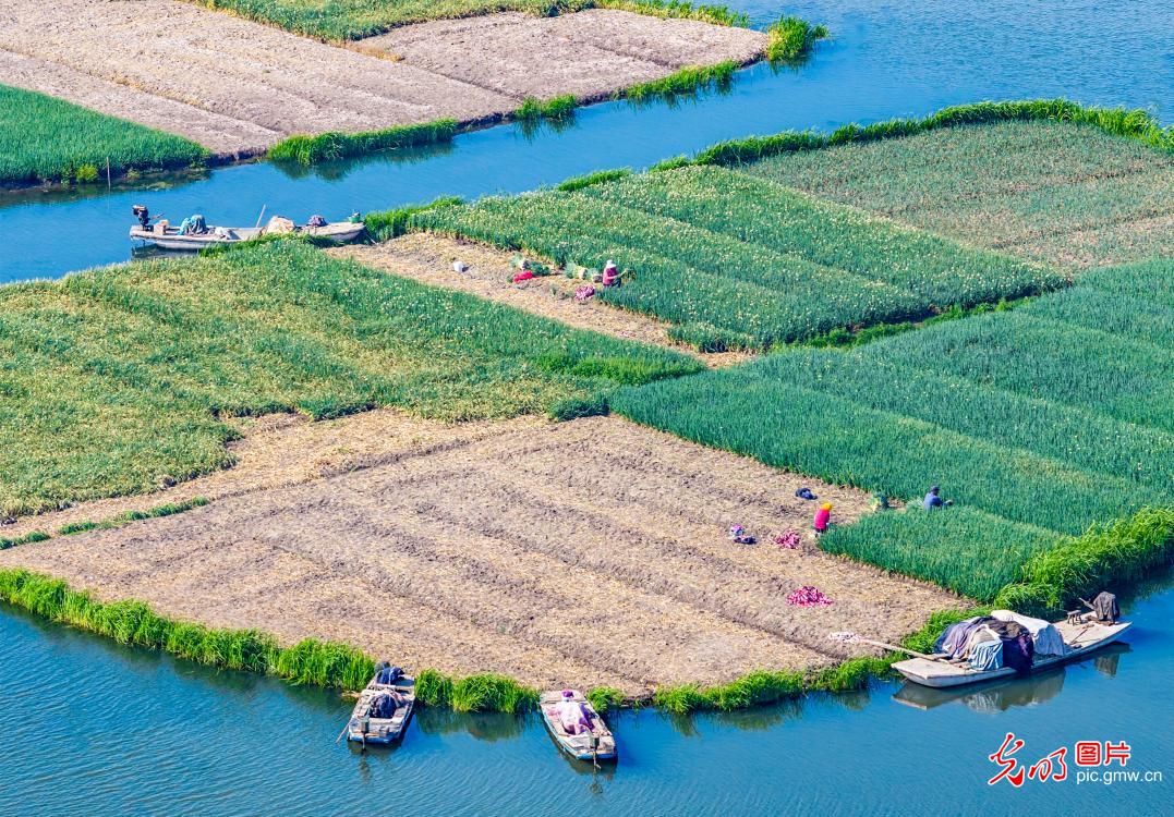 抢抓时令忙夏管 沃土耕耘促振兴