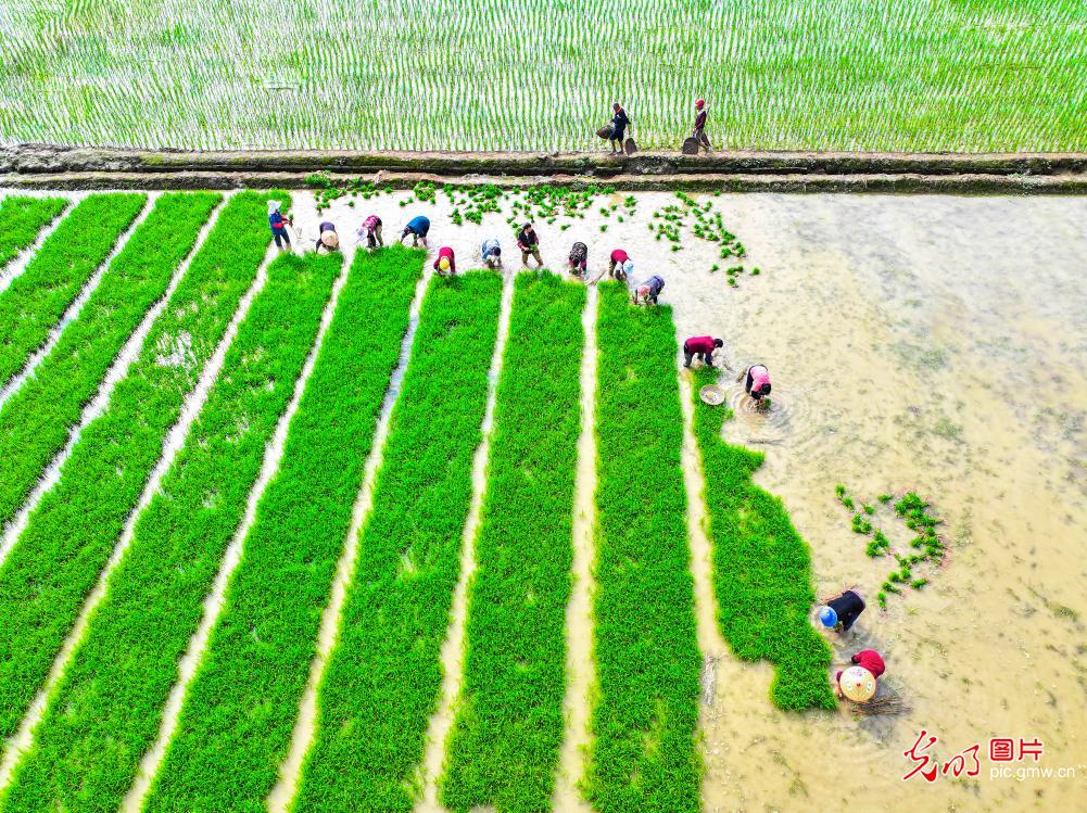 抢抓时令忙夏管 沃土耕耘促振兴