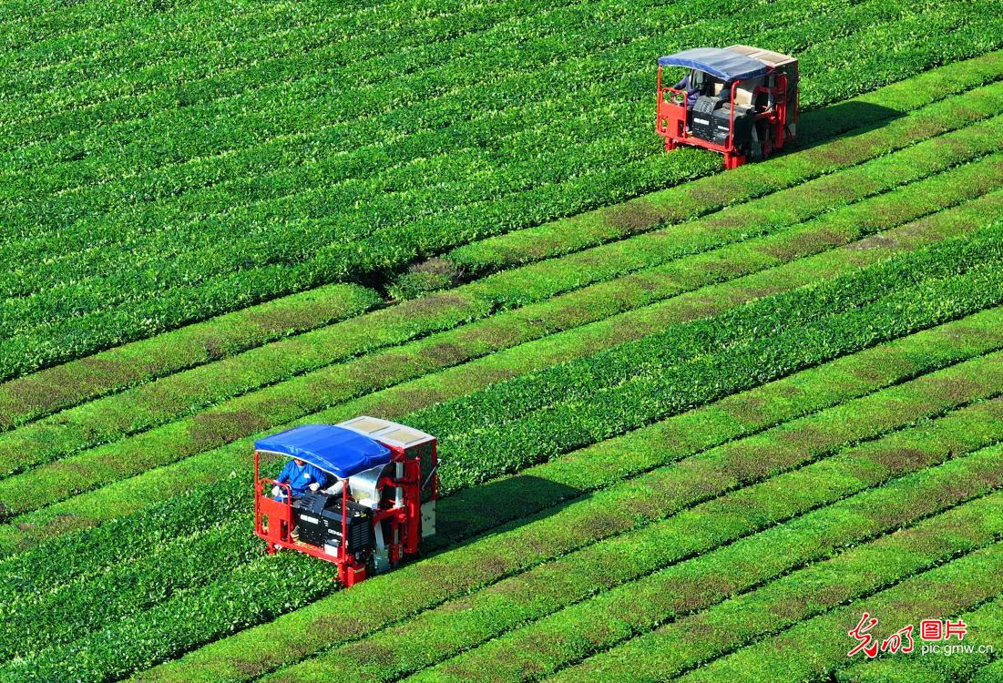 抢抓时令忙夏管 沃土耕耘促振兴