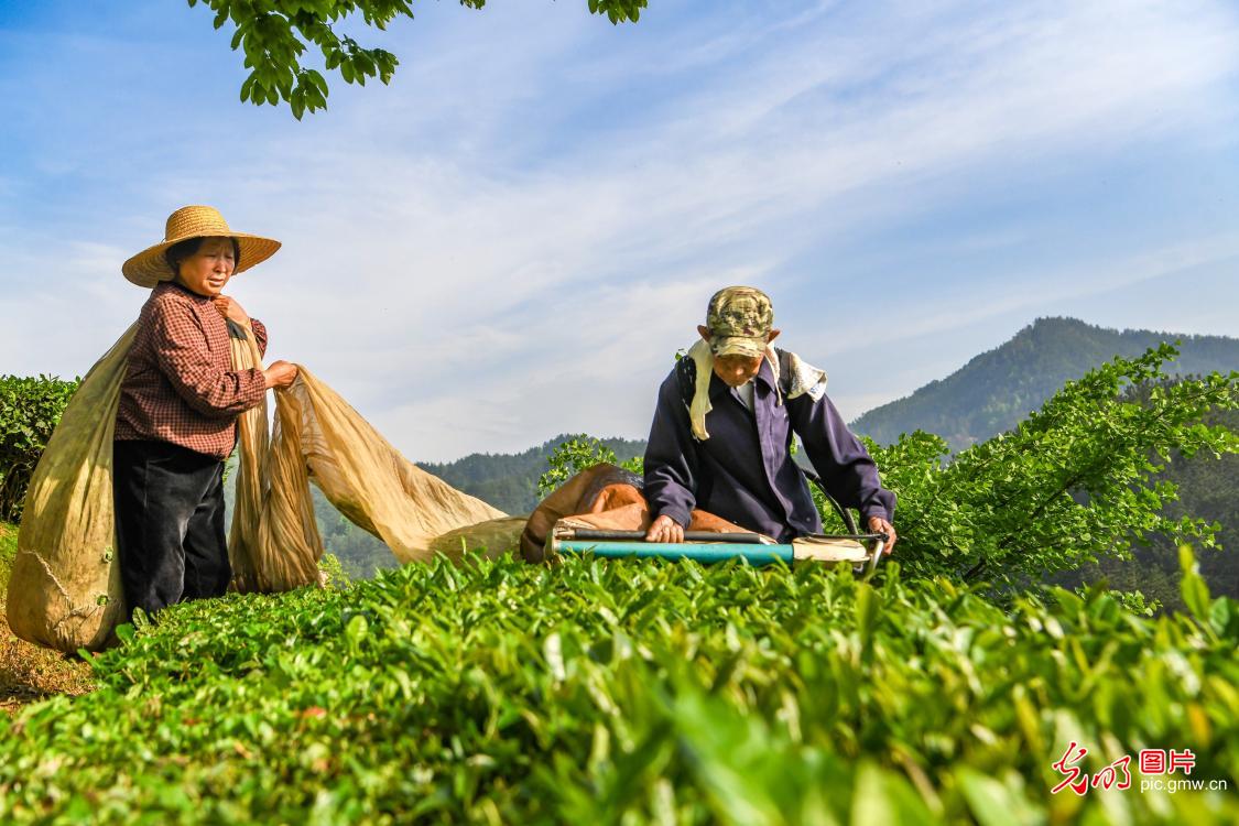 科技赋能忙春耕 农旅相融绘振兴 科技赋能忙春耕 农旅相融绘振兴
