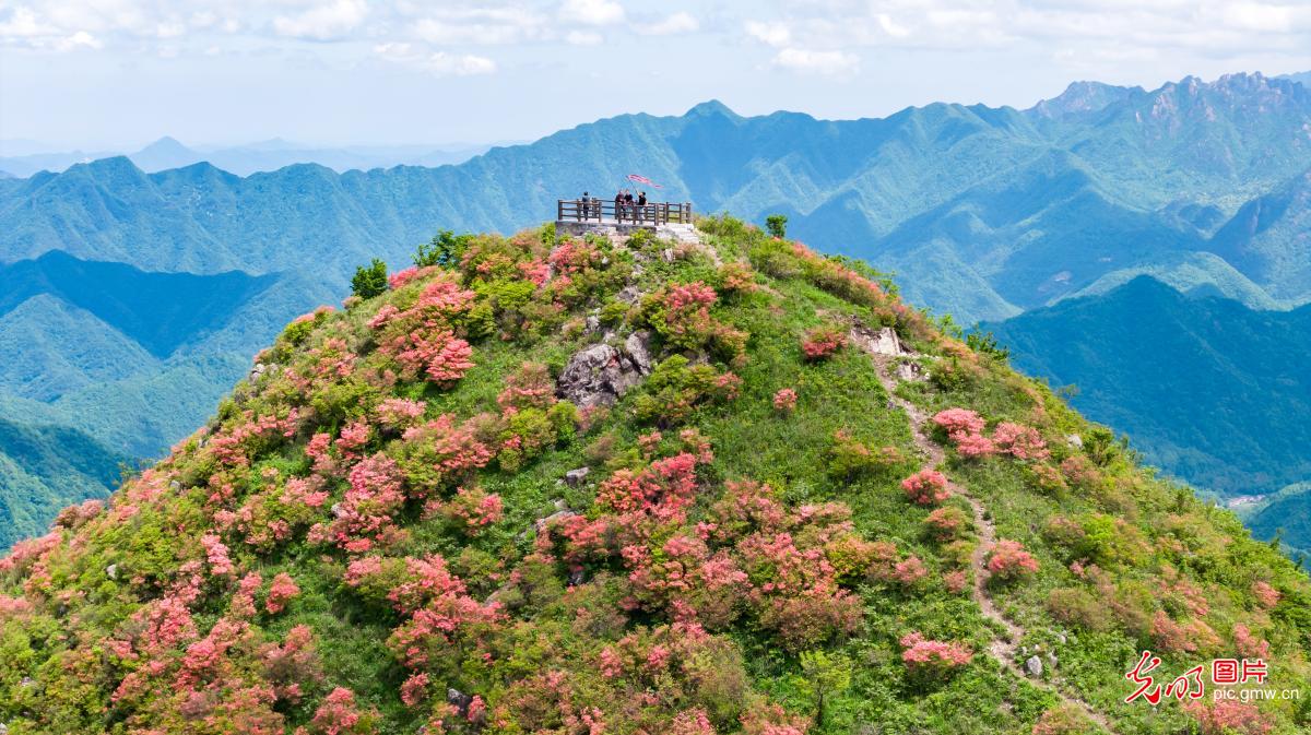 云端之中赏杜鹃