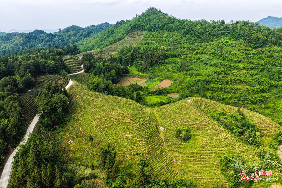 废弃矿山蝶变生态茶园