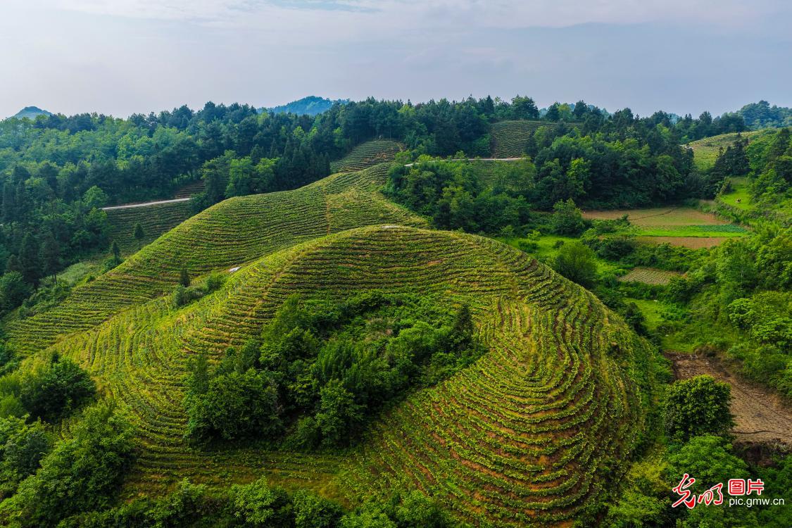 废弃矿山蝶变生态茶园
