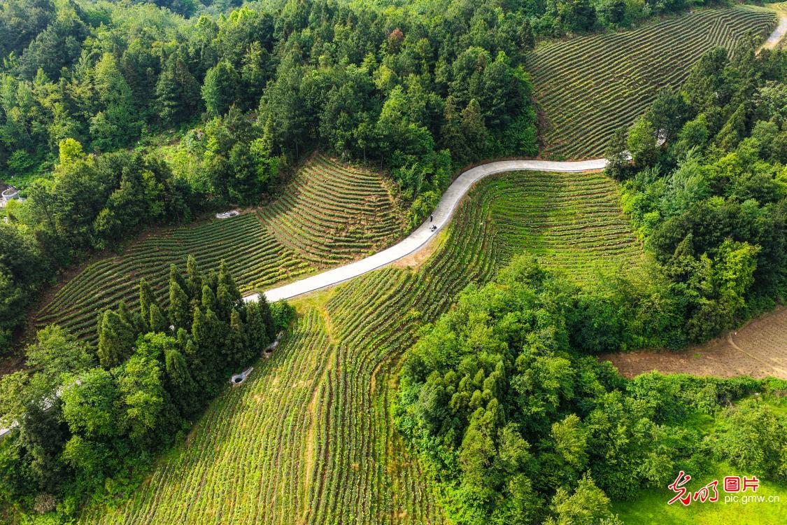 废弃矿山蝶变生态茶园