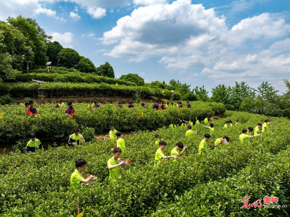 体验茶韵农耕 践行劳动育人