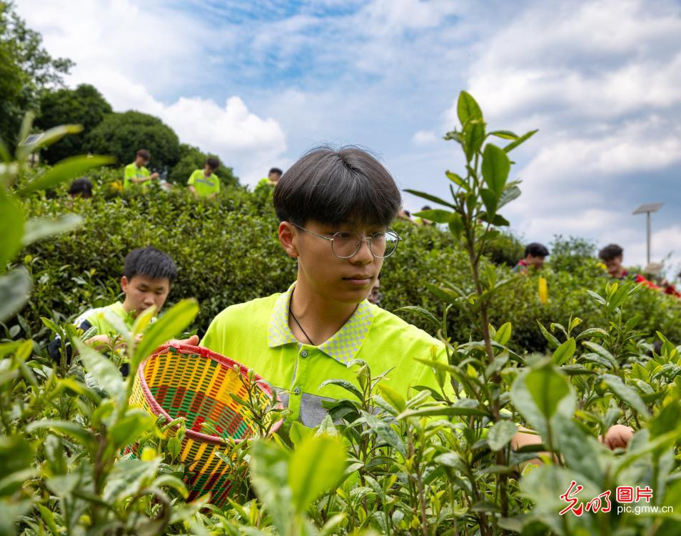 体验茶韵农耕 践行劳动育人