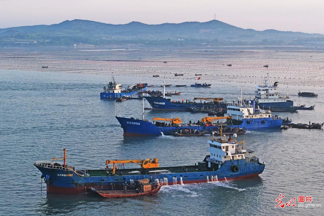 鲍鱼海陆联运 加速转场 鲍鱼海陆联运 加速转场