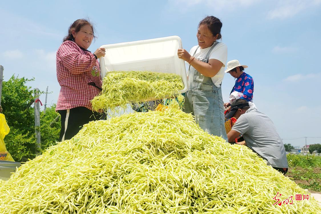 特色中药材种植 赋能乡村增收致富 特色中药材种植 赋能乡村增收致富