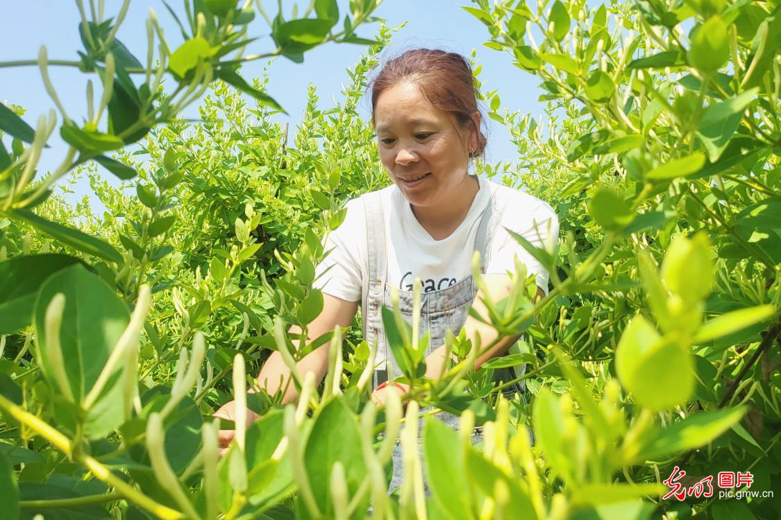 特色中药材种植 赋能乡村增收致富 特色中药材种植 赋能乡村增收致富