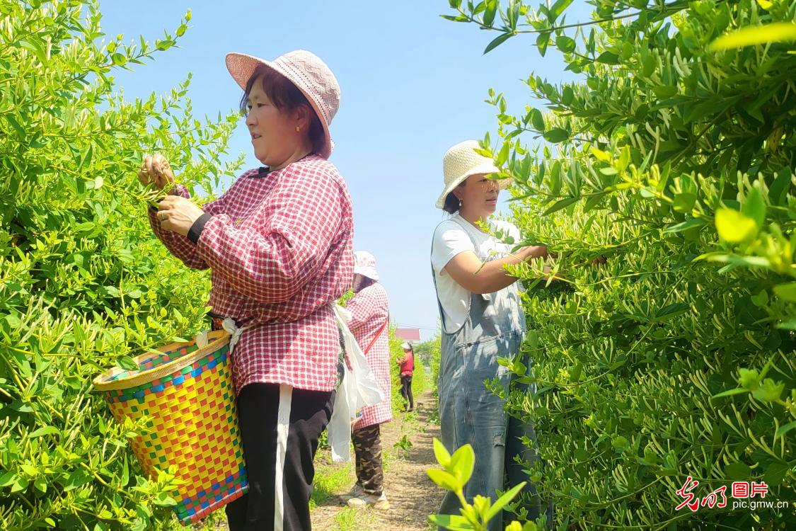 特色中药材种植 赋能乡村增收致富 特色中药材种植 赋能乡村增收致富