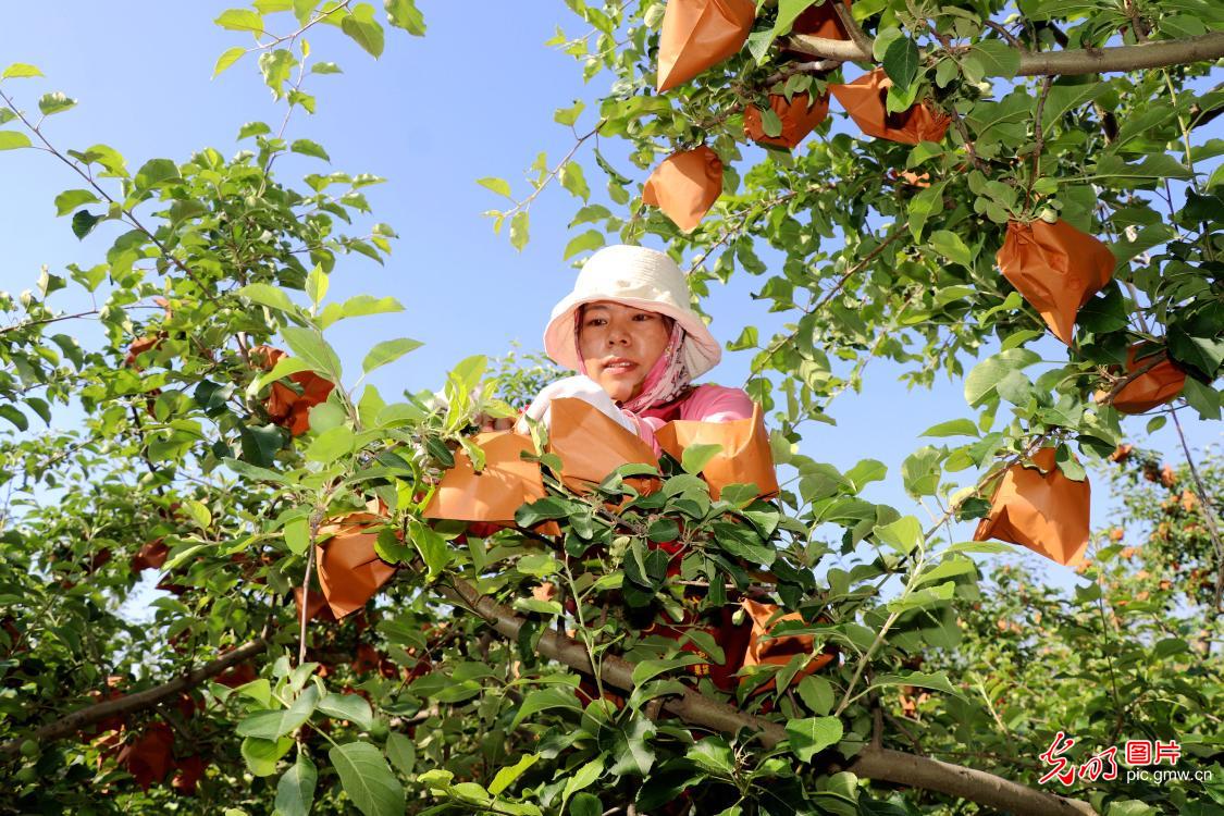 芒种时节农事忙 因地制宜稳增收 芒种时节农事忙 因地制宜稳增收