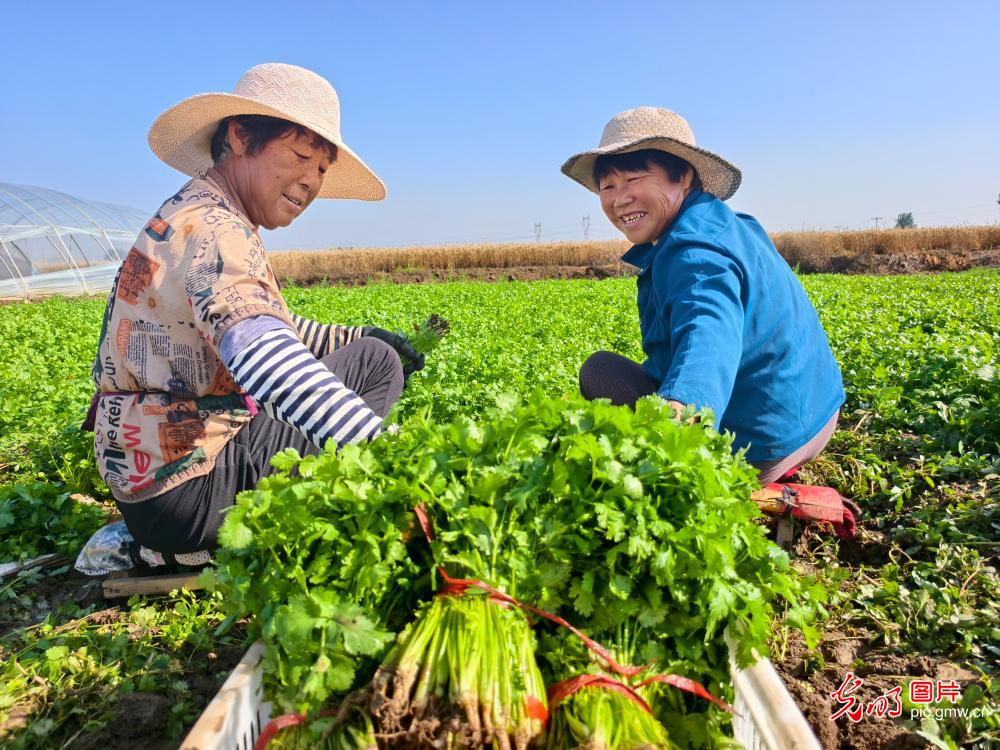 芒种时节农事忙 因地制宜稳增收 芒种时节农事忙 因地制宜稳增收