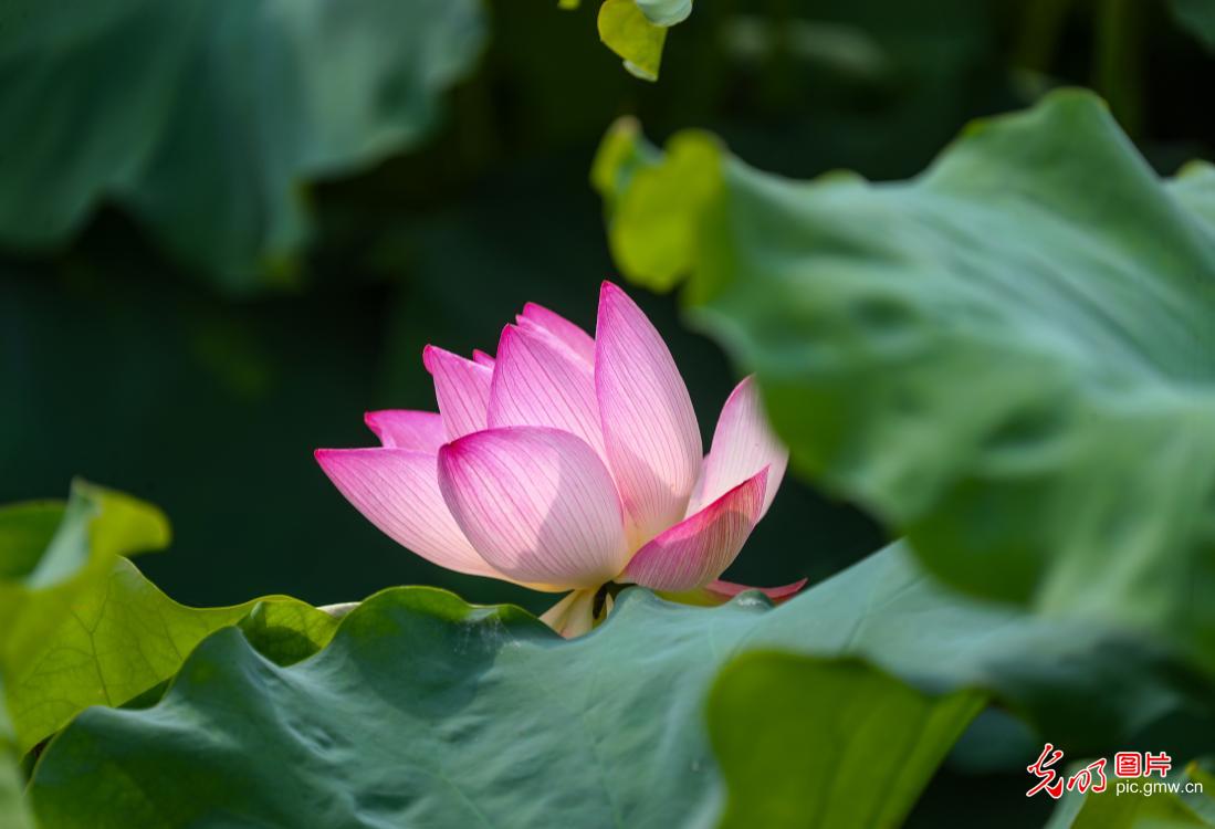 碧叶覆池塘荷花次第开 夏日好风光已就位 碧叶覆池塘荷花次第开 夏日好风光已就位