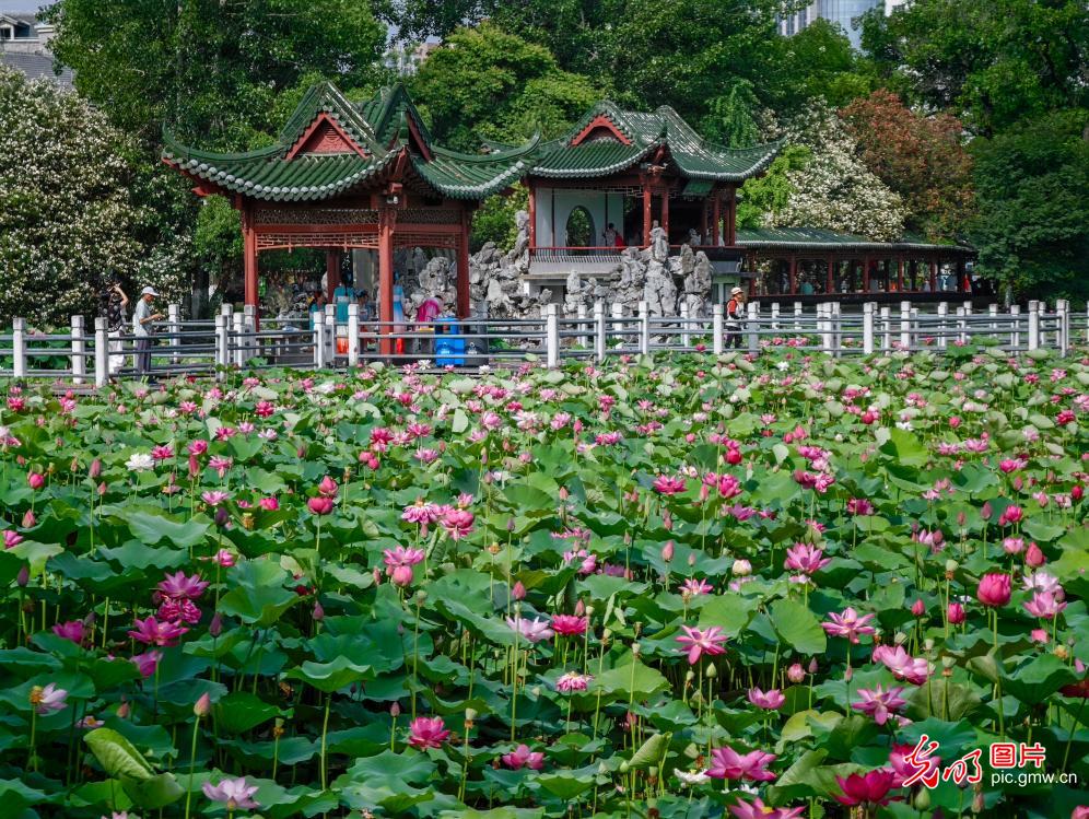 碧叶覆池塘荷花次第开 夏日好风光已就位 碧叶覆池塘荷花次第开 夏日好风光已就位