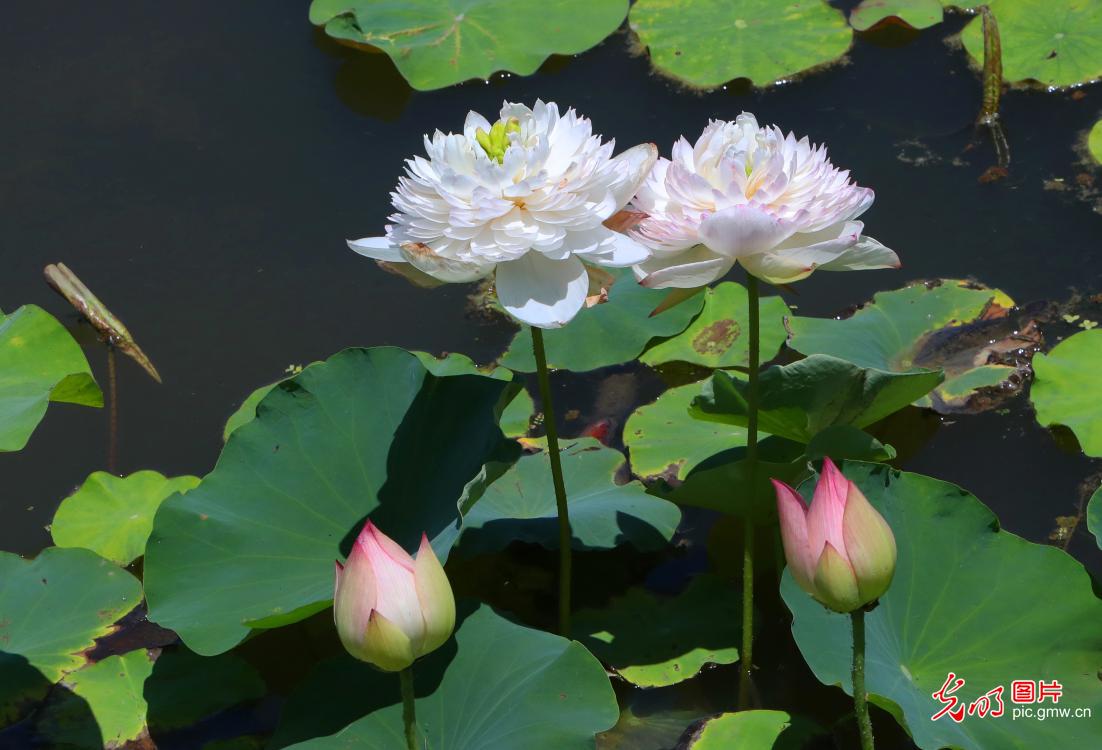 碧叶覆池塘荷花次第开 夏日好风光已就位 碧叶覆池塘荷花次第开 夏日好风光已就位