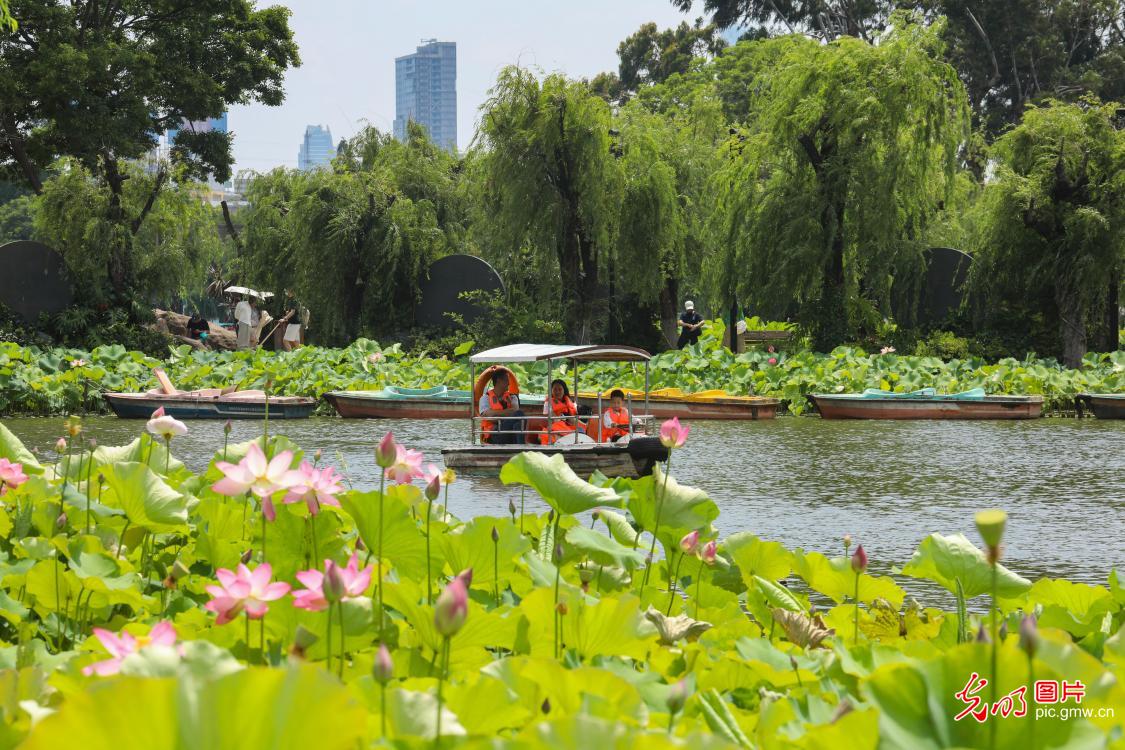 夏荷盛放 泛舟游园