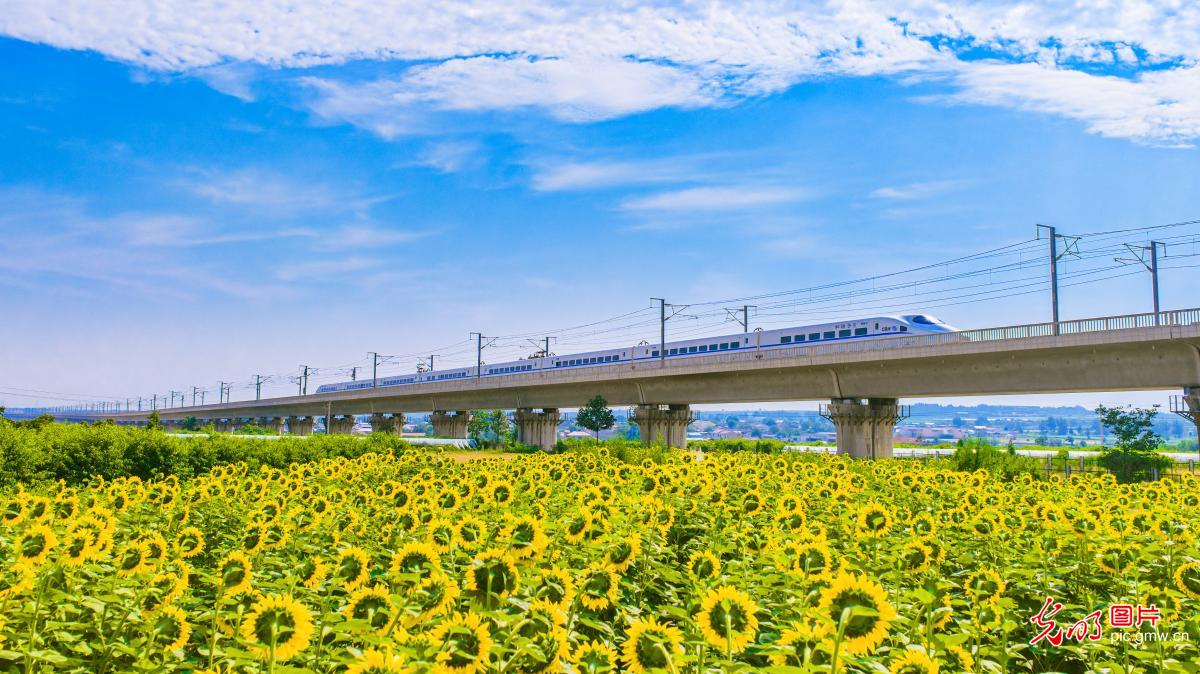 银龙穿花海 晴夏绘乡居