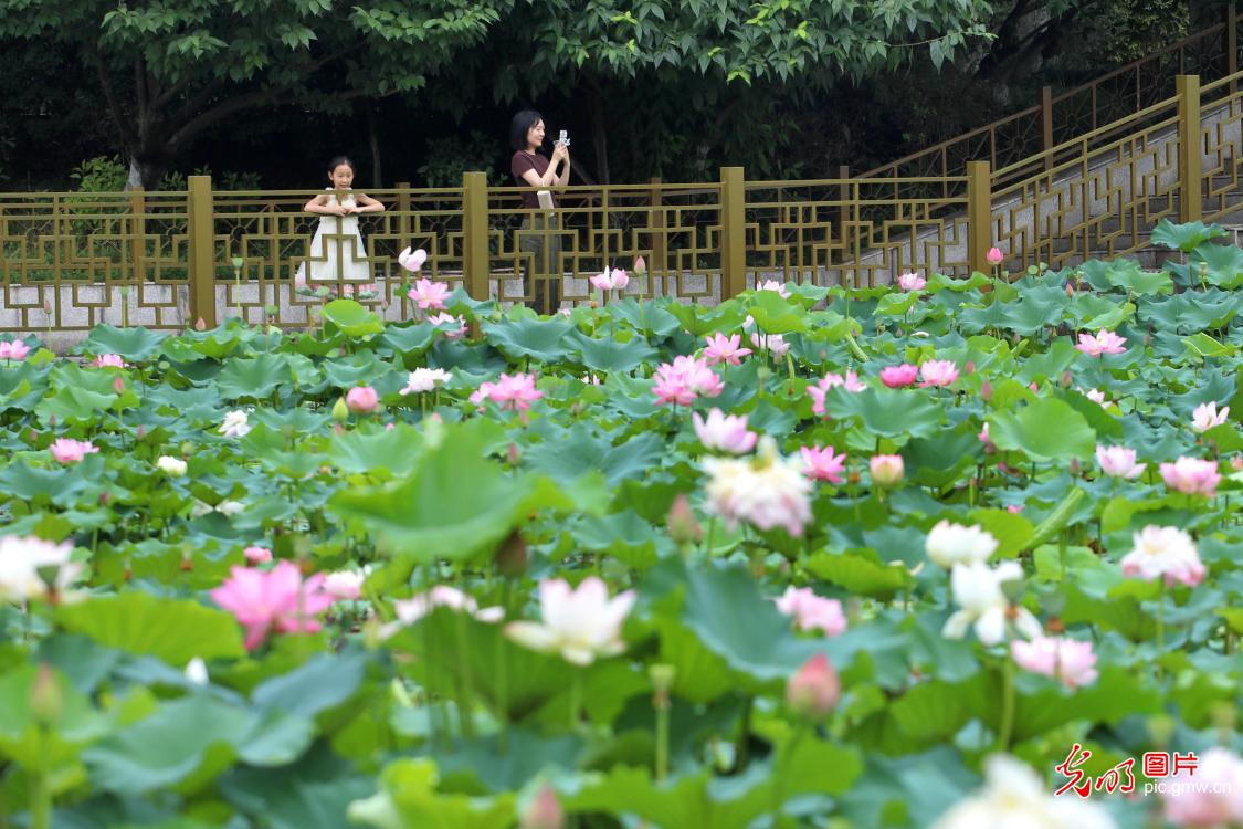 夏日赏荷