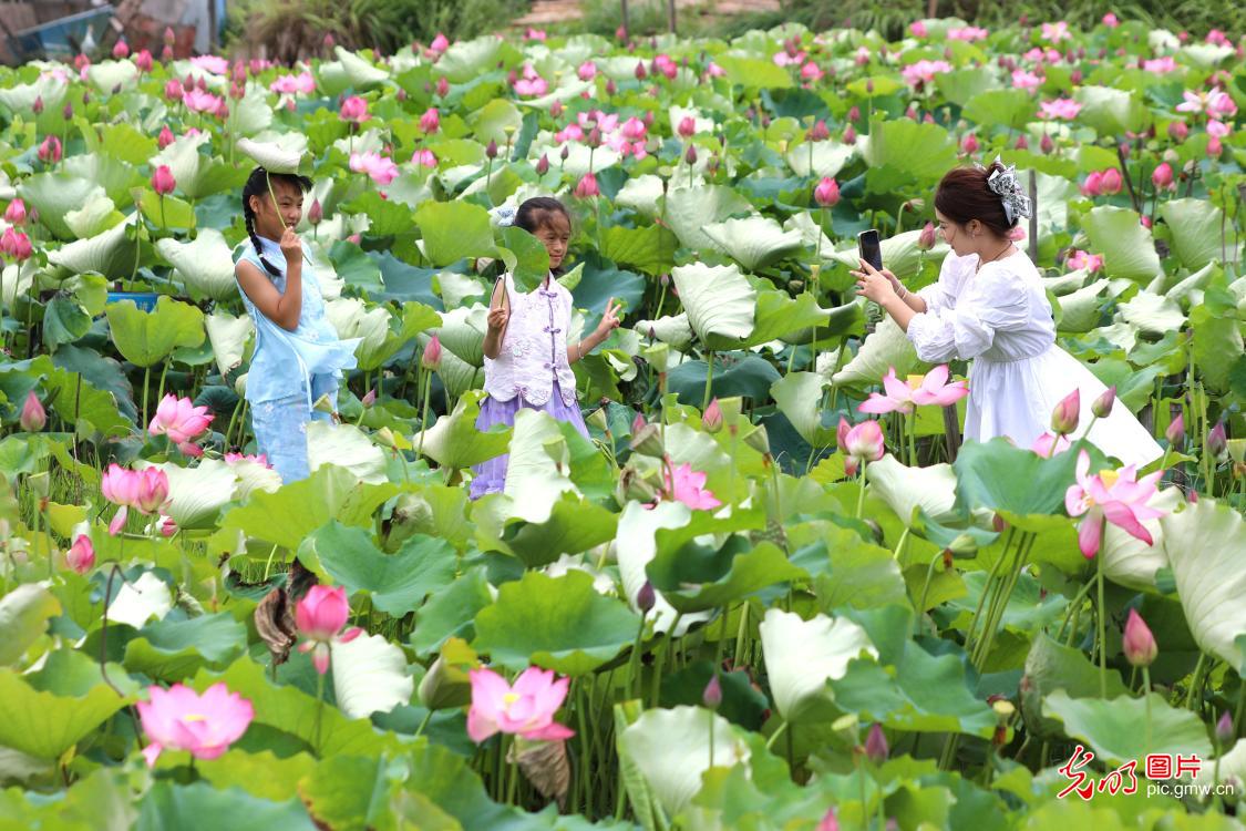 夏日赏荷