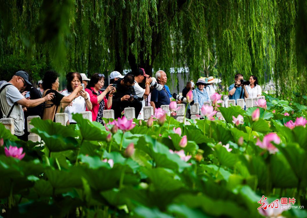 荷香四溢醉游人 乐享夏日好时光