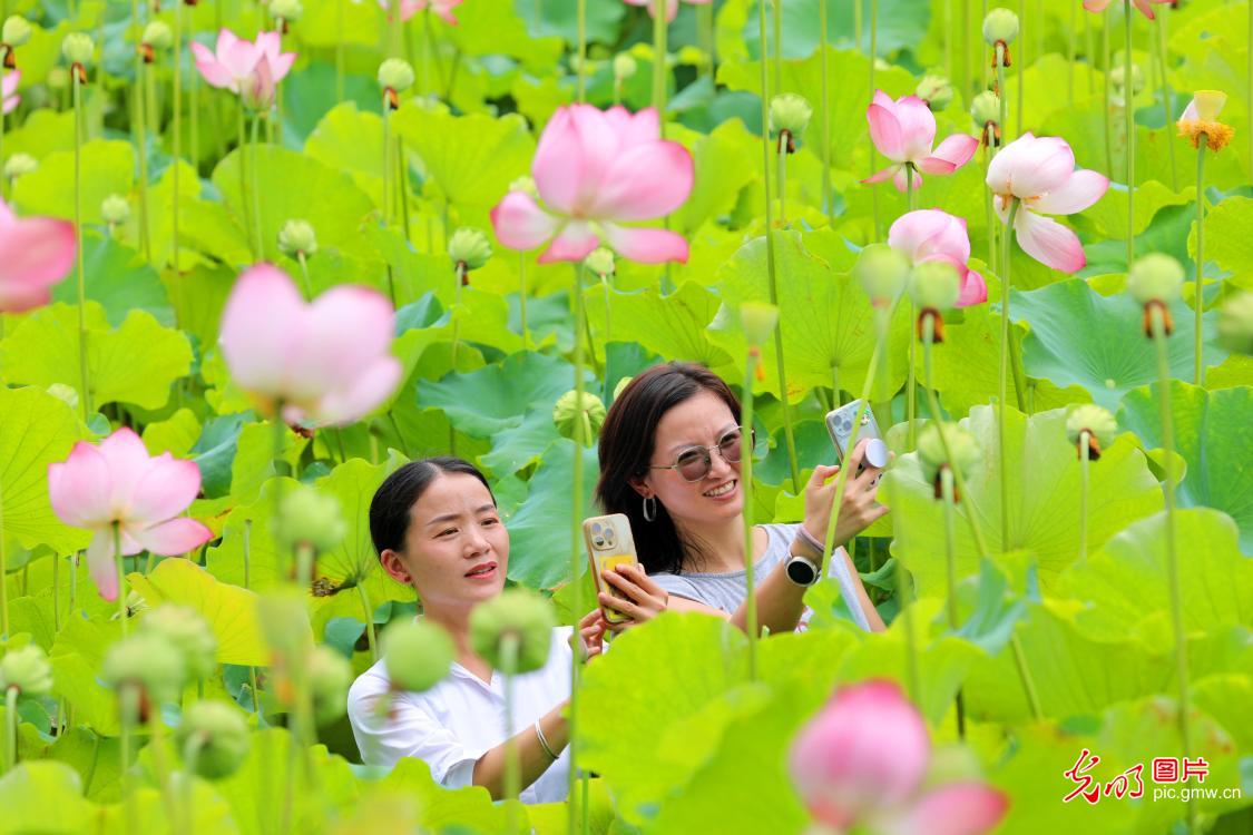 荷香四溢醉游人 乐享夏日好时光