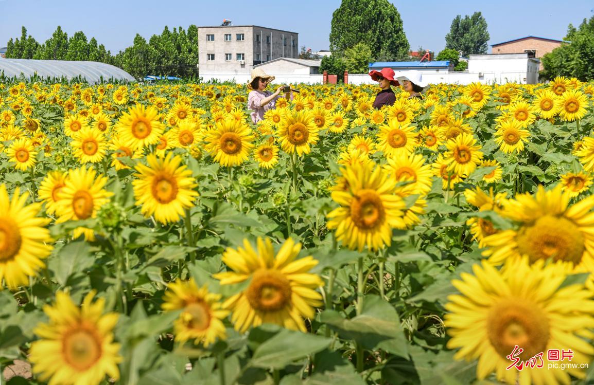 葵花盛开引客来