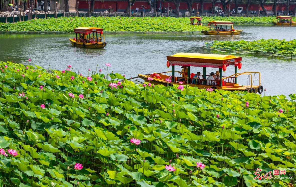 盛夏京城花意浓 休闲赏景享清凉 盛夏京城花意浓 休闲赏景享清凉