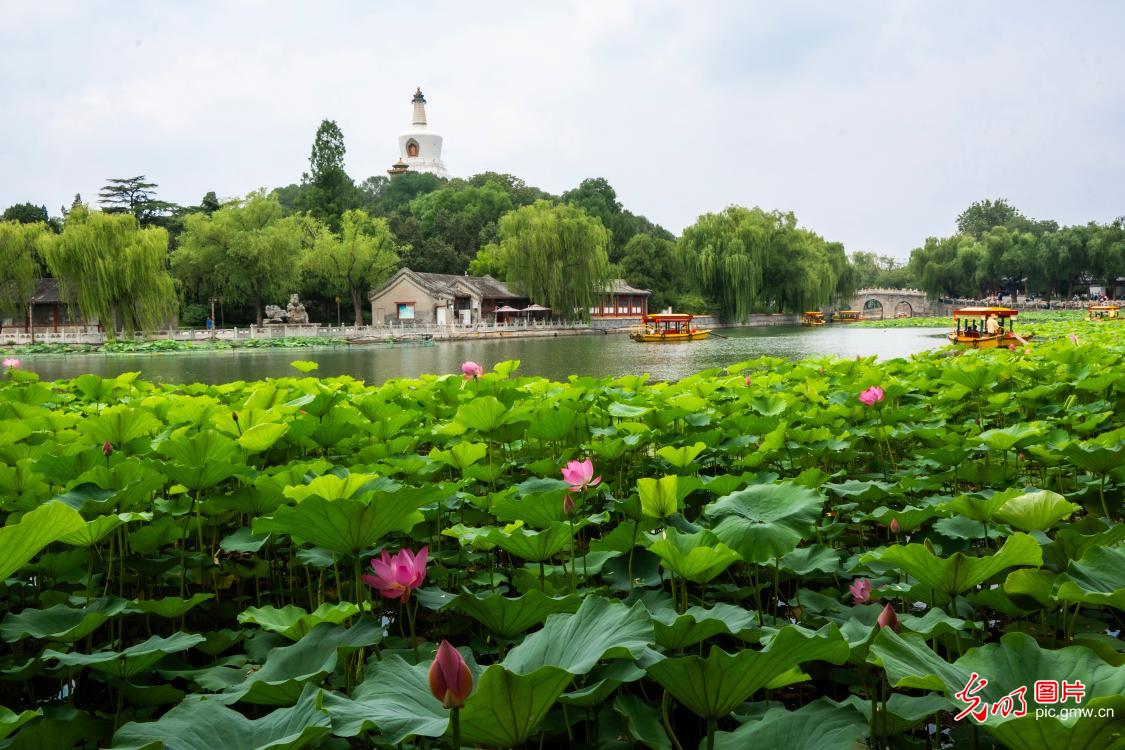 盛夏京城花意浓 休闲赏景享清凉 盛夏京城花意浓 休闲赏景享清凉