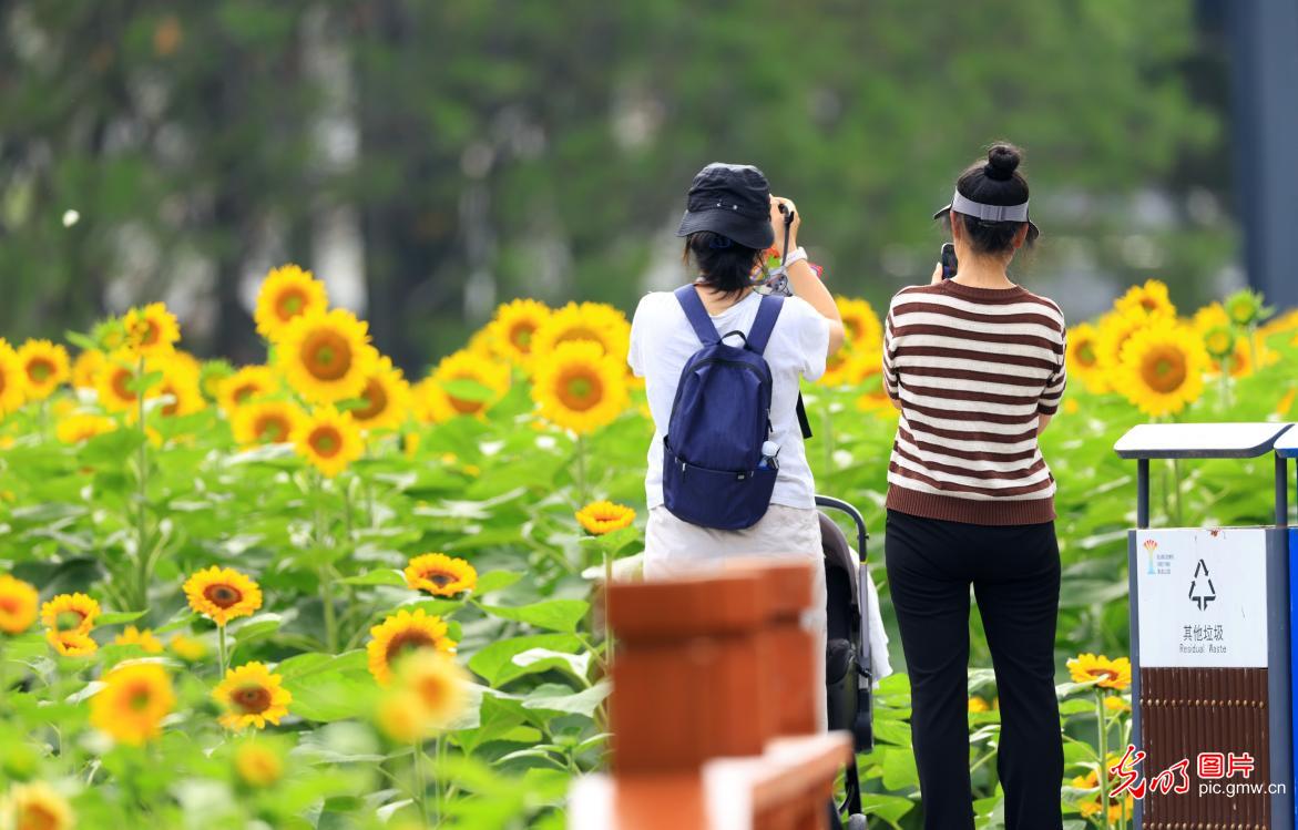 盛夏京城花意浓 休闲赏景享清凉 盛夏京城花意浓 休闲赏景享清凉