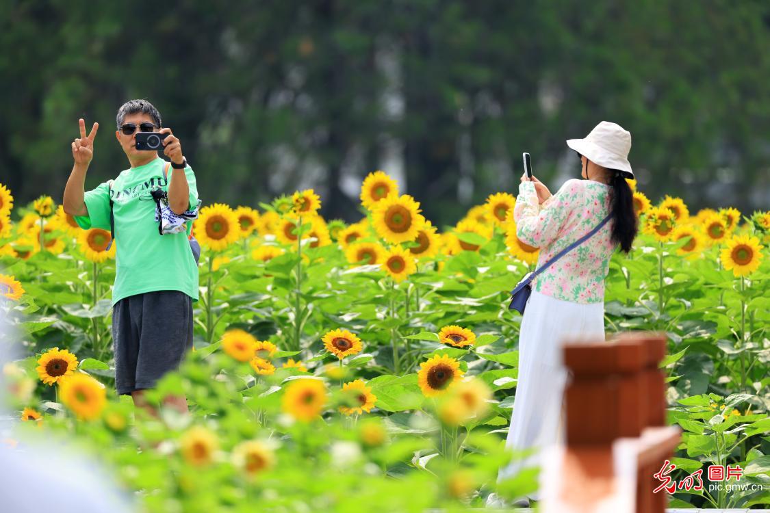盛夏京城花意浓 休闲赏景享清凉 盛夏京城花意浓 休闲赏景享清凉