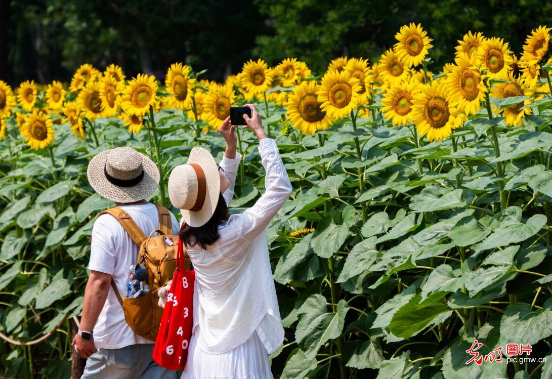 葵花绽放引客来