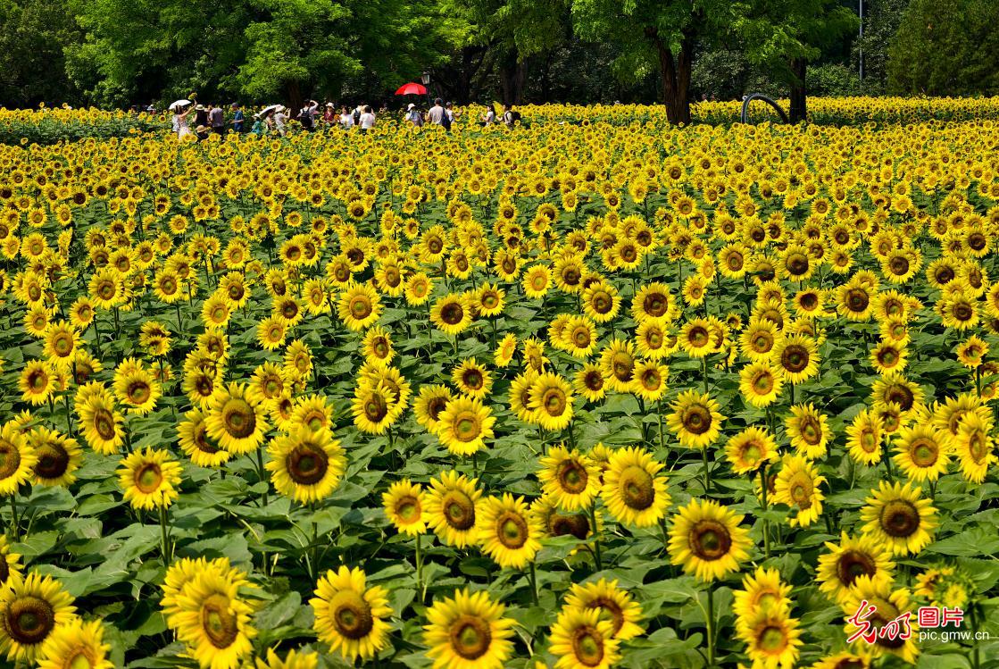 葵花绽放引客来
