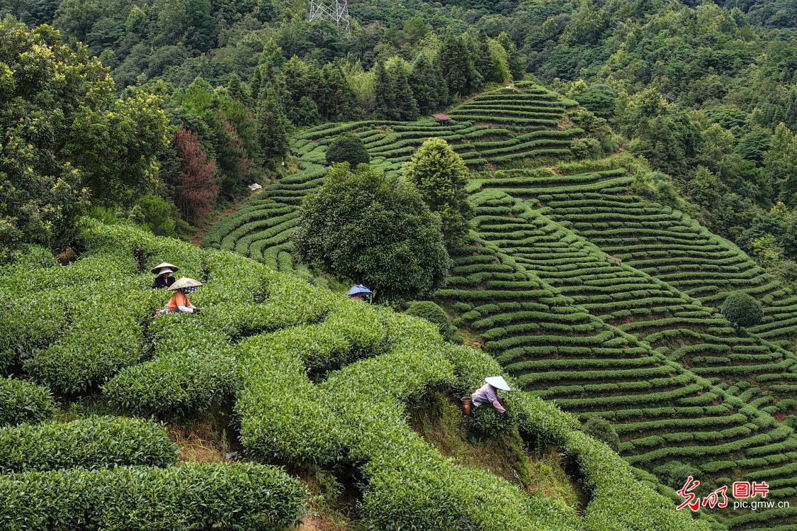 茶香助增收