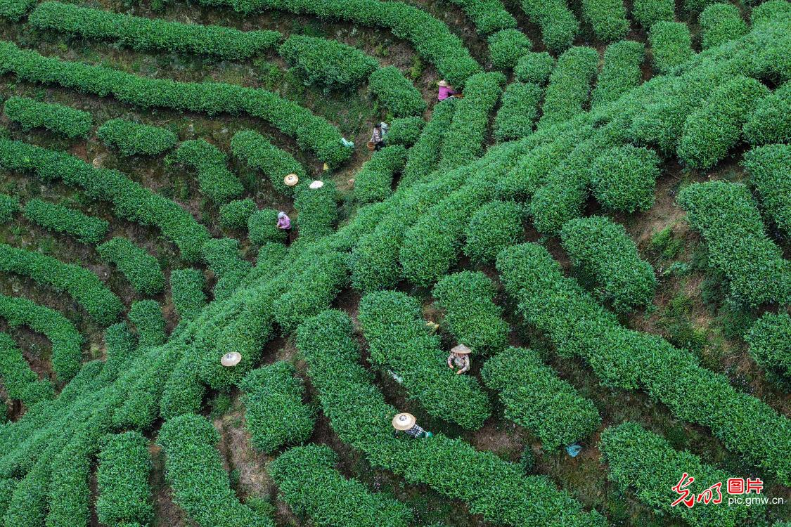 茶香助增收