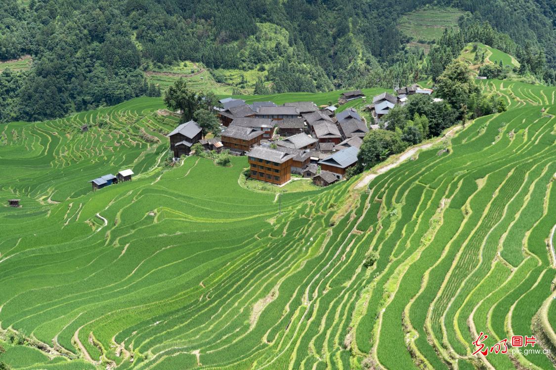 盛夏梯田绿意绵延