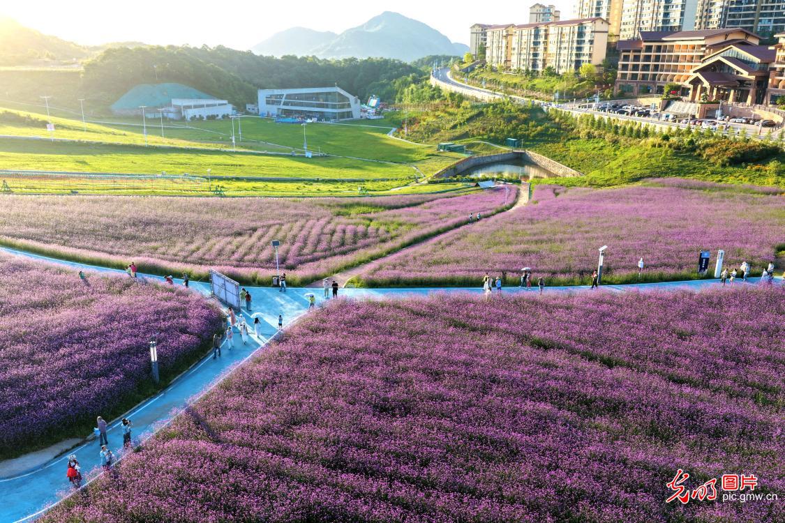 花海纳凉度盛夏 花海纳凉度盛夏