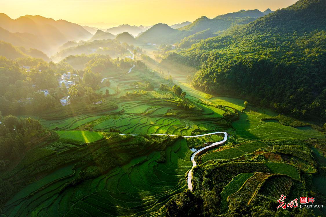 绿野晨晖绘夏景