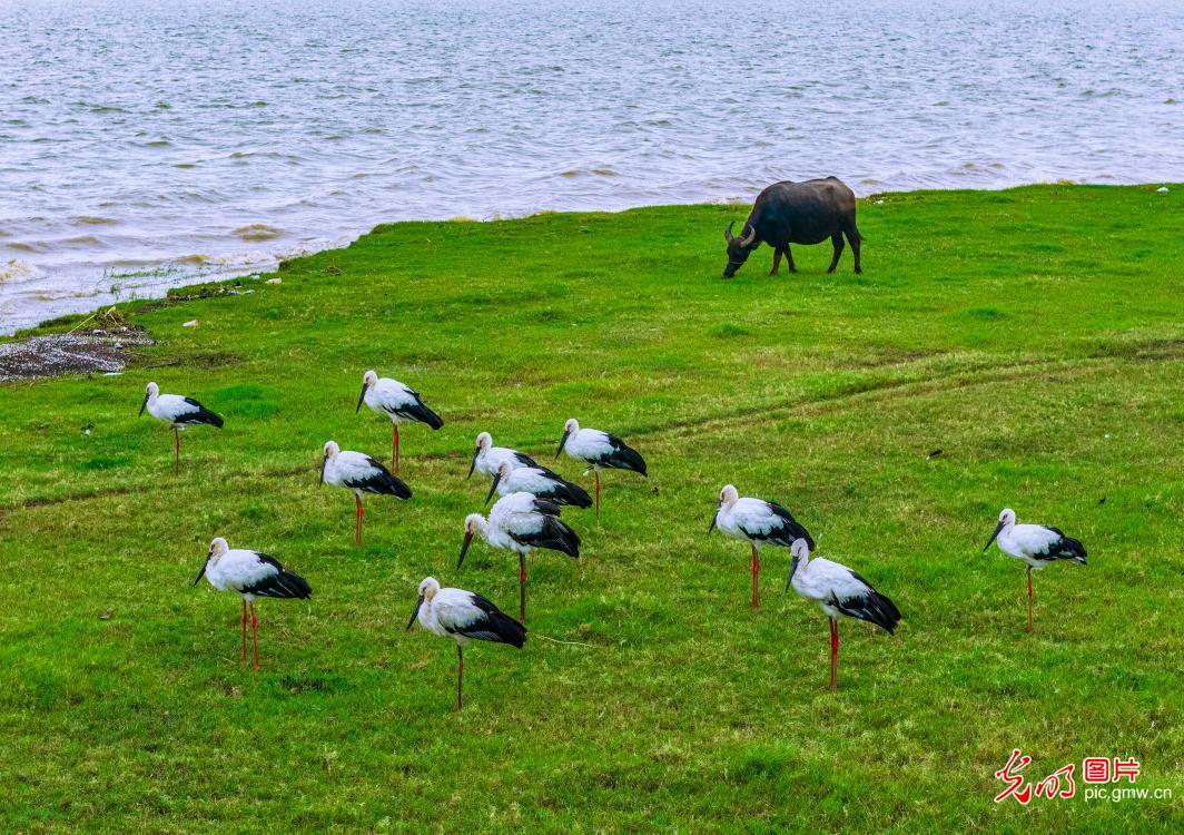 鹳舞湿地绘就生态画卷