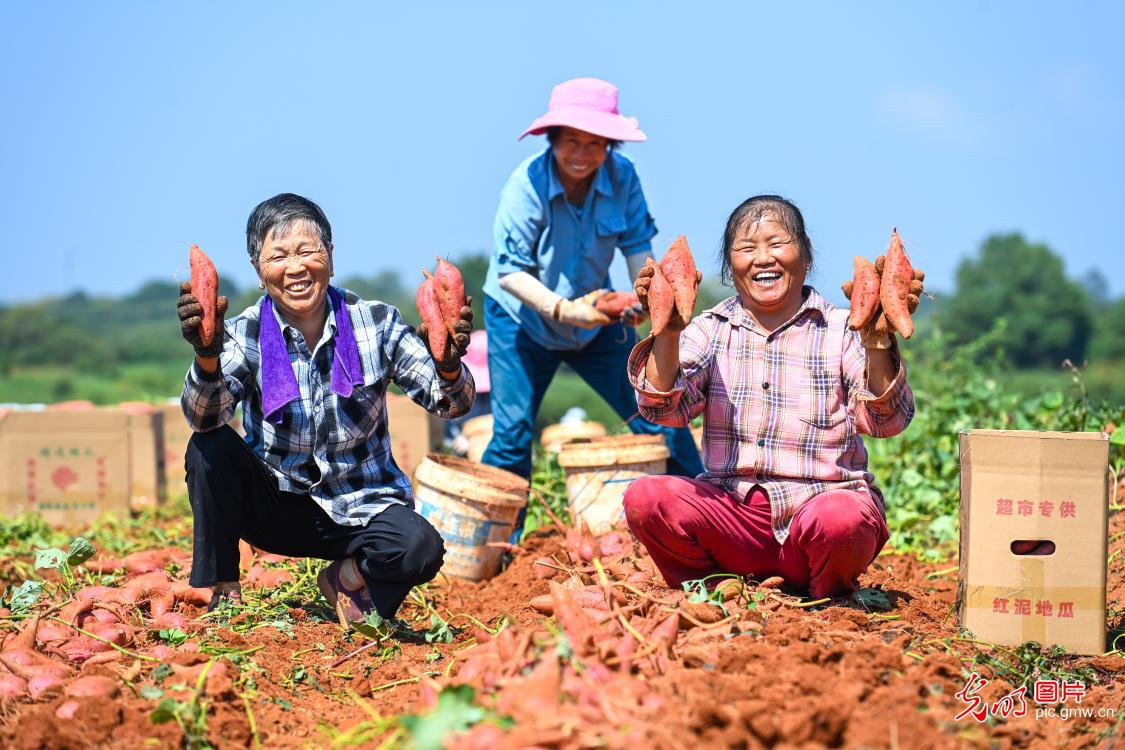 丰收时节 看田野里藏不住的笑脸