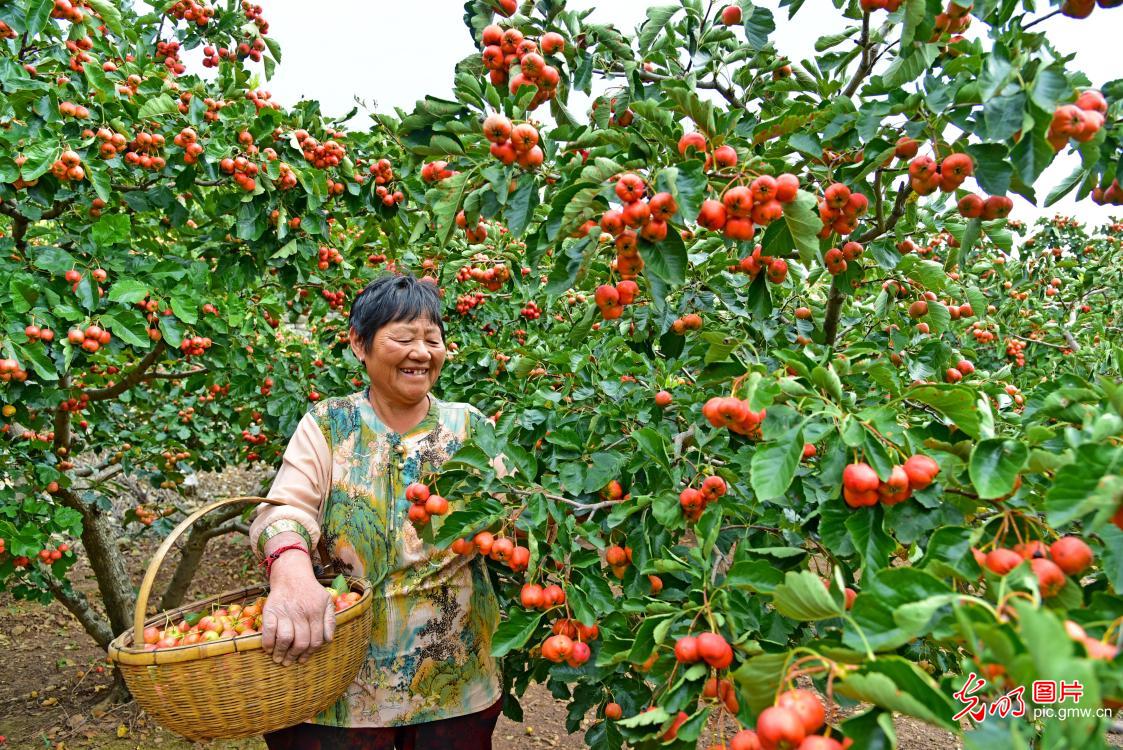 丰收时节 看田野里藏不住的笑脸