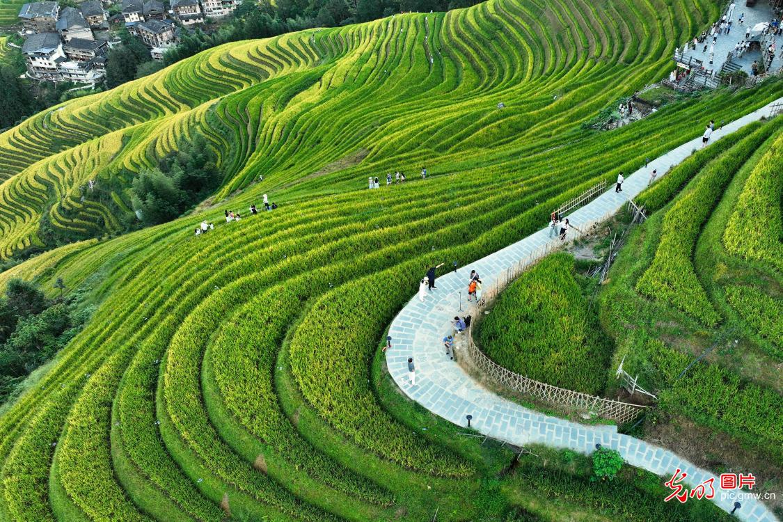 龙脊梯田 秋景引客来