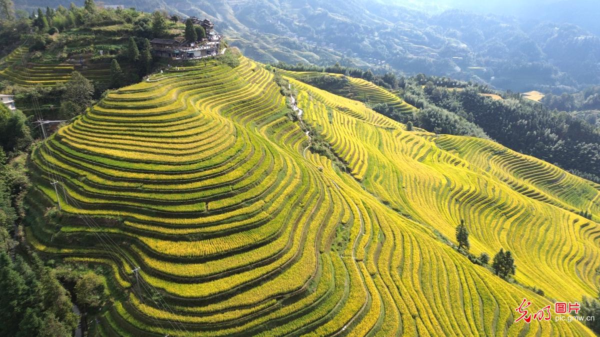 龙脊梯田 秋景引客来