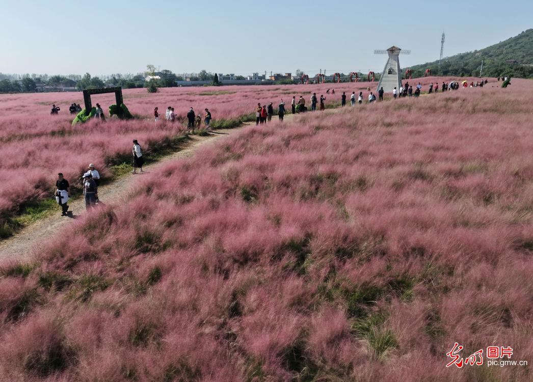 金秋花海迎客流 假日赏花经济持续升温 金秋花海迎客流 假日赏花经济持续升温