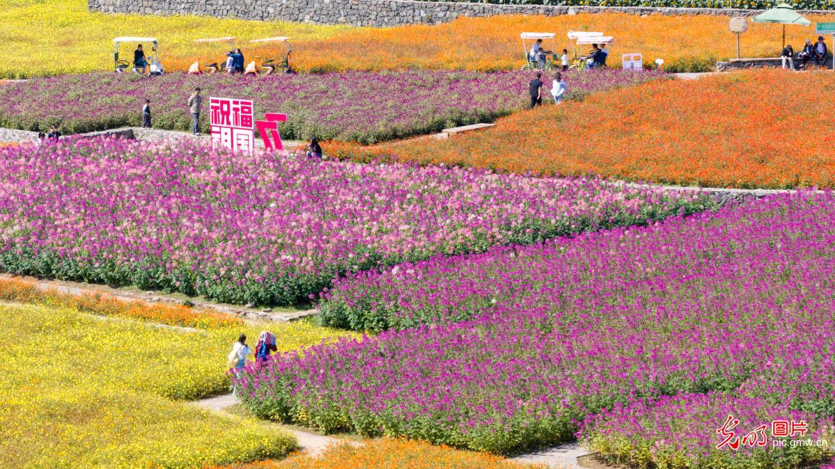 金秋花海迎客流 假日赏花经济持续升温 金秋花海迎客流 假日赏花经济持续升温