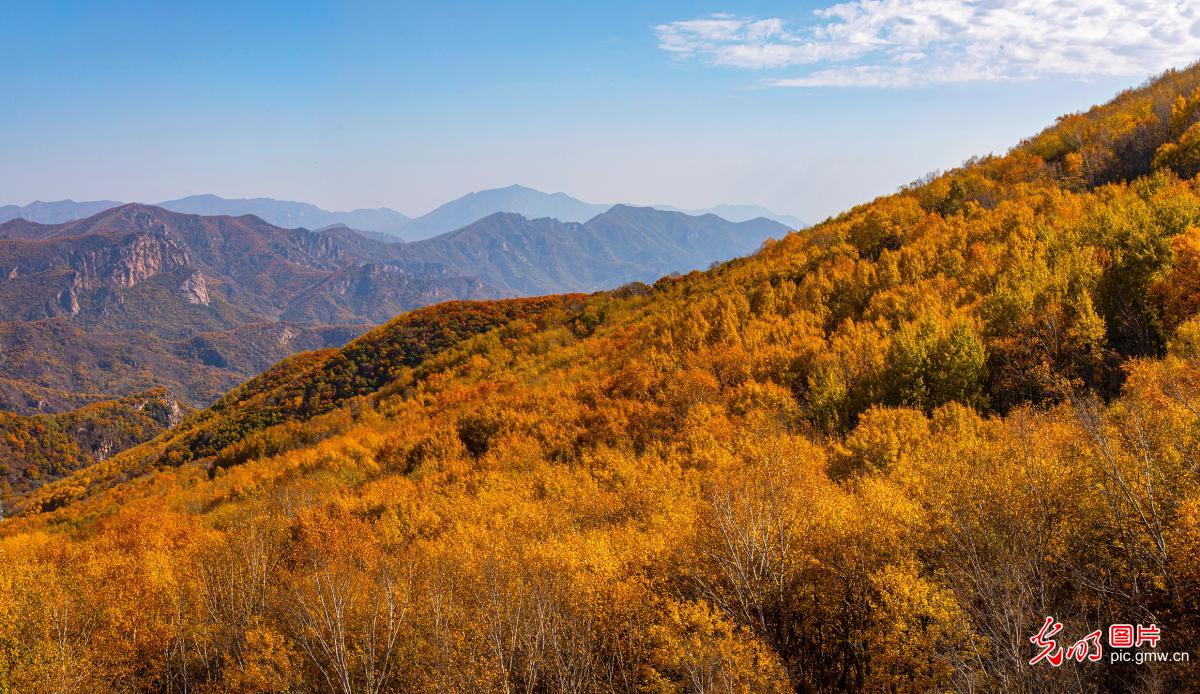 山峦披彩叶 山野漾秋光