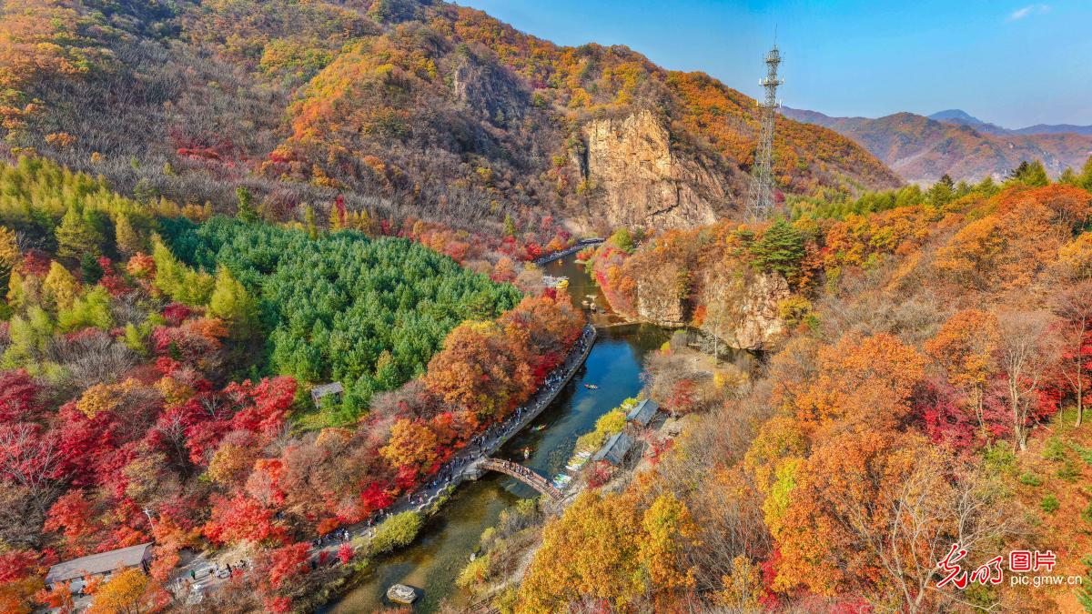 漫山红叶迎客来